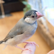 最新画像になります☆７・１4～   だいぶ桜文鳥っぽくなってきたねっ〜～