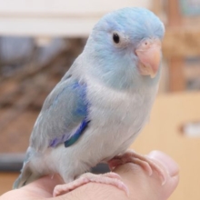 【最新画像あり！カゴ練習中です☆】  歩き方がかわいい♡マメルリハ(ブルーパイド)男の子