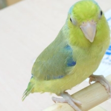 【最新画像あり！カゴ練習中です♪】 更新！甘えん坊～～男の子☆マメルリハ(ノーマル)