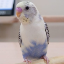 最新画像になります☆　７・１８　ちょっと珍しいカラー？セキセイインコ (ハルクイン)