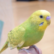 ほっこり気分にさせてくれる可愛いコっ　セキセイインコ、スパングル～～