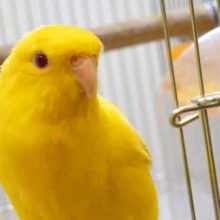 最新画像になります☆8/28　　握られ上手なコっ☆　サザナミインコ　ルチノーです♪
