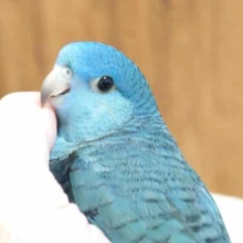 最新画像になります☆8/28　キラついた瞳の奥には。。♫　サザナミインコ　コバルトですっ