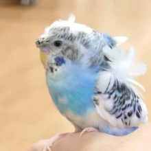 ふれ合い羽衣さん、いますよ～～♪　羽衣セキセイインコ☆