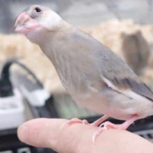 最新画像になります☆　７・３０　遊ぶことで頭いっぱい！　桜文鳥さんっ