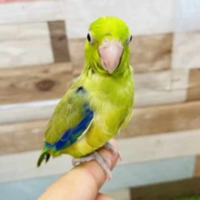 最新画像有り☆ご飯の催促が止まりません！！マメルリハインコパイドカラー♪