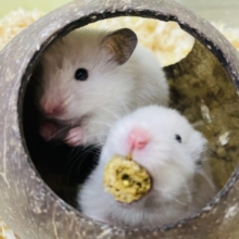 好きな場所はひみつの隠れ家！ カラーハムスター クリーム系