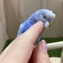 最新画像になりますよ！との様に惚れてしまいます＜＜＜　セキセイインコ　スパングル