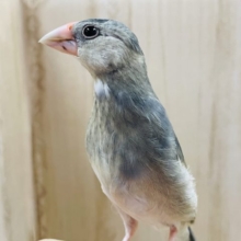 こんにちは♪桜文鳥さんのチェリーちゃん！！