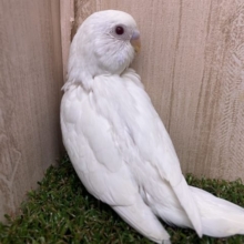 大人気★まっしろしろさん！！　セキセイインコ　アルビノ