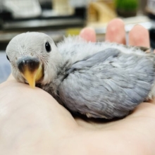 レアカラー☆なコザクラインコ ヒナ(パステル)