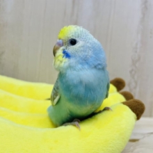 最新画像になります！！ねえお願い、こっち見て！ セキセイインコ レインボー