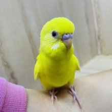 最新画像あります！レモンカラー🌟🌟🌟 の赤目さん！ セキセイインコ ルチノー