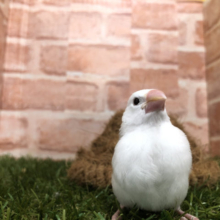 定番人気文鳥！　白文鳥　R4 7/16