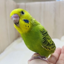 最新画像になりますよ★きょとん顔が可愛いんです(  ‘  ‘  )♡ セキセイインコ オパーリン