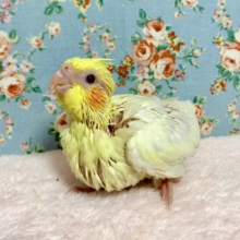 オカメインコ  ルチノー    7/9