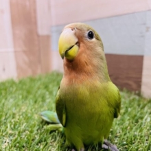 どんどん馴れてくれそうです！コザクラインコのノーマルカラー！