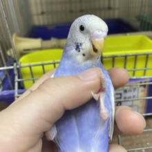 最新画像になりますよ！深めな色合いが魅力的です！！　セキセイインコの「レンちゃん」いますよ〜