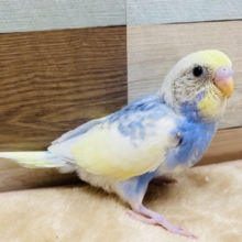 空と雲のような模様が素敵なセキセイインコ♪パステルレインボーパイド！