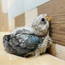 おめめぱっちり可愛いヒナさん！美声インコのブルーカラー！