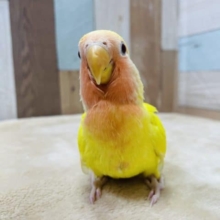 最新画像有り☆ひなひなすぎて可愛すぎます！コザクラインコのルチノーカラー！