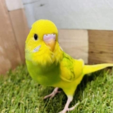 最新画像有り☆模様が薄くて鮮やかなセキセイインコ！スパングルパイドやって来ました〜