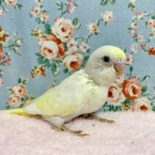 セキセイインコ　クリーム　レアカラーのコが入舎しました！　　７/２４