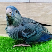 キレイなコバルトカラーのサザナミインコ