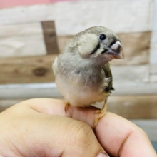 最新画像有り☆ちょこんと感が可愛いんです！キンカチョウ！