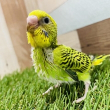馴れる予感がプンプンします♪セキセイインコのオパーリンカラー！