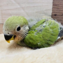 わたわたキュートなヒナさんです！コザクラインコのノーマルカラー！