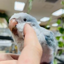 【最新画像更新☆】ツンデレ？控えめ？甘えんぼ？魅力たっぷり♡オキナインコ(ブルーオパーリン)