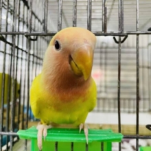 最新画像になりますよ！大好き！元気いっぱいカラー💫✨ コザクラインコ ルチノーオパーリン