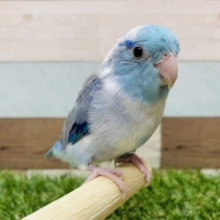 最新画像有り☆ヒナ餌卒業！手乗りもできちゃうマメルリハインコのブルーパイドカラー！