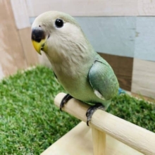 最新画像有り☆落ち着きを感じるヒナさんです！コザクラインコのブルーチェリーカラー！