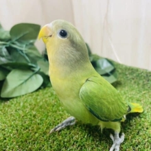 最新画像になりますよ〜🧡🍊オレンジフェイス！🧡🍊 見てくださいな！ コザクラインコ オレンジフェイスオパーリン
