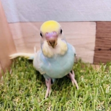 最新画像有り☆淡く人気の高いカラー♪セキセイインコパステルレインボーパイドやって来ました！