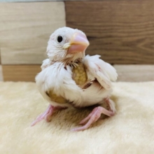 真っ白で人気の高い白文鳥のヒナやって来ました〜♪