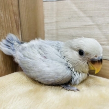 淡い色の可愛いヒナさん！コザクラインコのバイオレットオパーリンカラー！