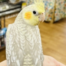 パール模様がとってもキレイ…✨オカメインコ(シナモンパール)