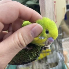 最新画像になりますよ！！トコトコ冒険！スパングルちゃん！　セキセイインコ　スパングル