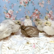 ヒメウズラちゃんず入舎しました♪🐥 7/18