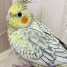 〜オカメ祭り〜　シナモンパールパイド　オカメインコ　