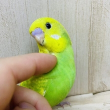 最新画像になります！！素直な笑顔がトレードマーク！ セキセイインコ スパングル