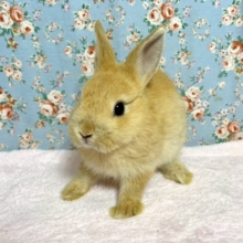 ネザーランドドワーフ  オレンジ系  男の子です🐰  7/16
