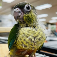 鮮やかな緑が映える子☆ワキコガネウロコインコ ヒナ