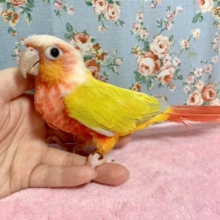 ウロコインコ  サンチーク   明るい暖色の綺麗なカラー☀️  7/4