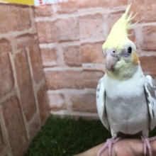 ちょっち怖がりです・・・　オカメインコ　シナモンパイド　R4 7/16撮影