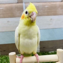 最新画像有り！まるでソフトクリームみたいな可愛いコ！オカメインコのルチノーカラー！