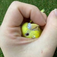 最新画像になりますよ！！ルチノー！セキセイインコ！